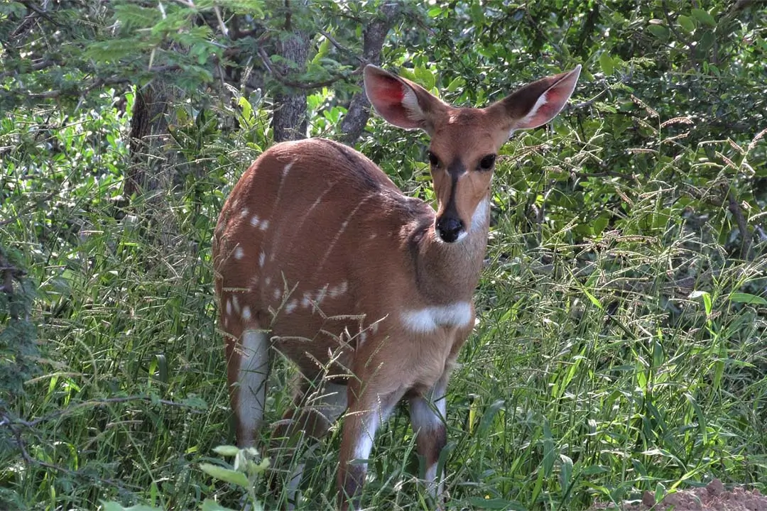 Bush Buck